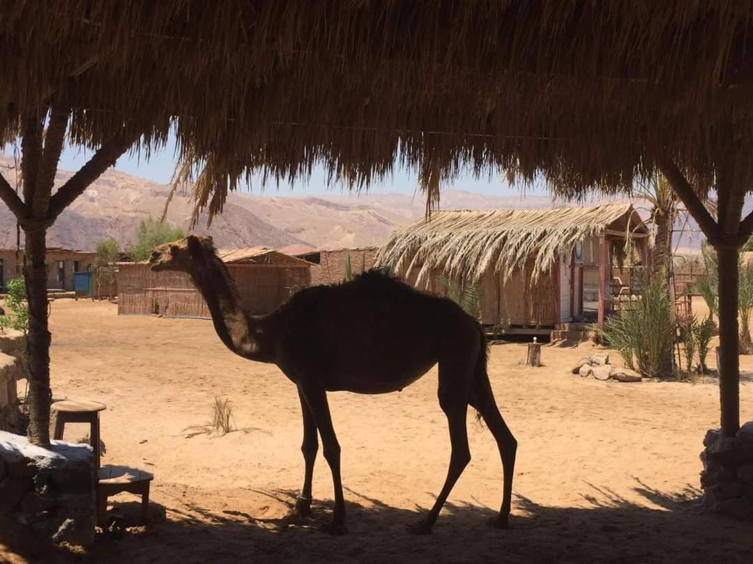 Diana Beach Camp Hotel Nuweiba` Zewnętrze zdjęcie